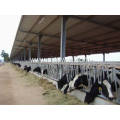 Easy install steel structure poultry farm cowshed